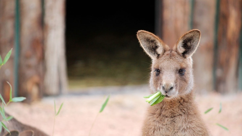  Canguro - Parco Zoo Falconara a Falconara Marittima 